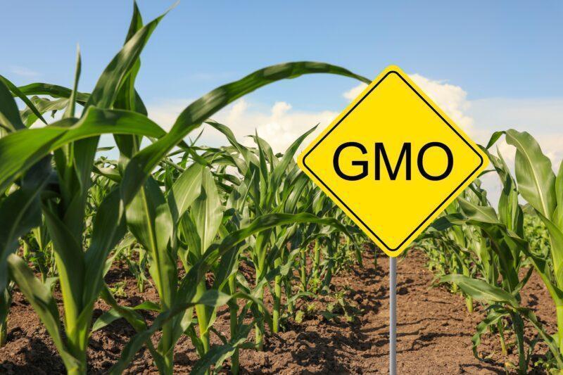จีนรุกข้าวโพด GMO สนค. แนะผู้ประกอบการสินค้าเกษตรเร่งปรับตัว